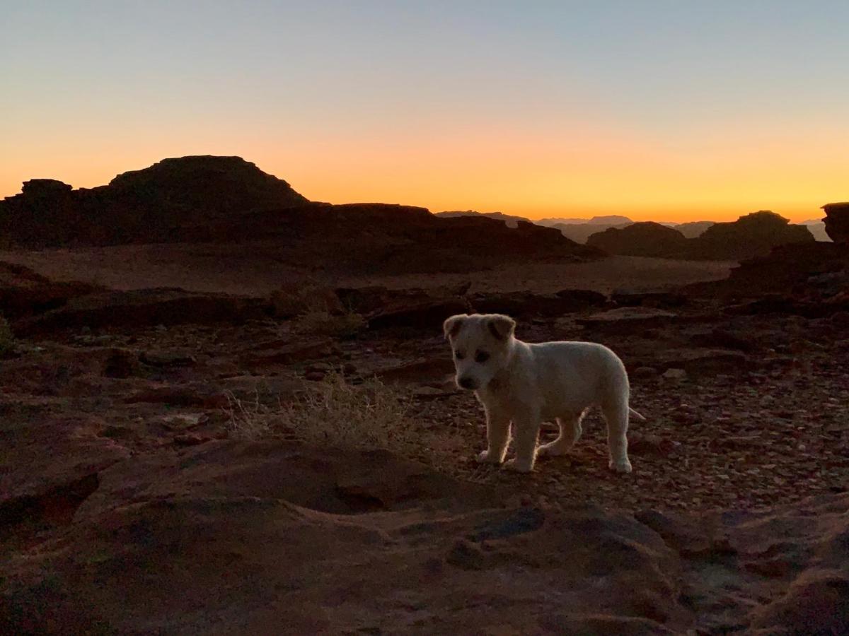 Wadi Rum Bedouin Tour With A Camp Экстерьер фото