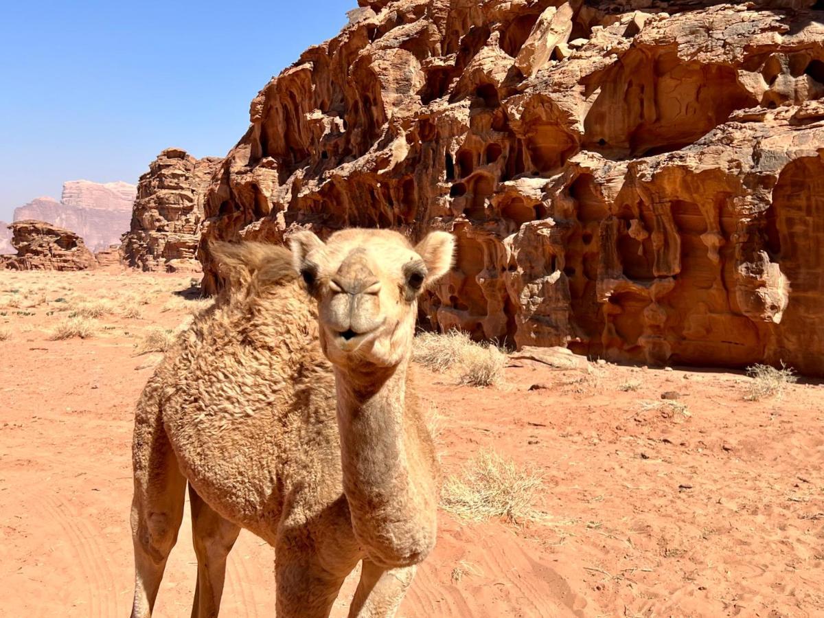 Wadi Rum Bedouin Tour With A Camp Экстерьер фото