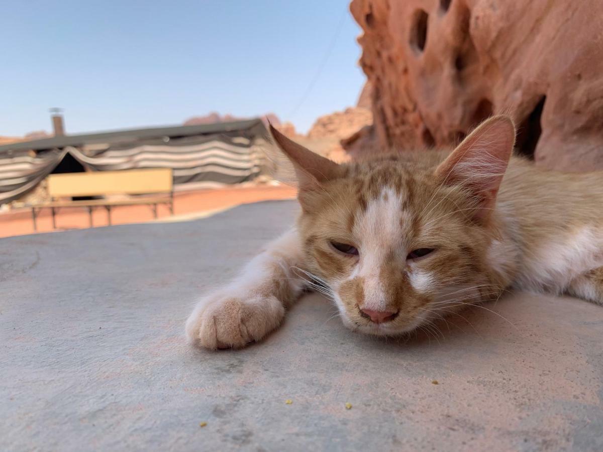 Wadi Rum Bedouin Tour With A Camp Экстерьер фото